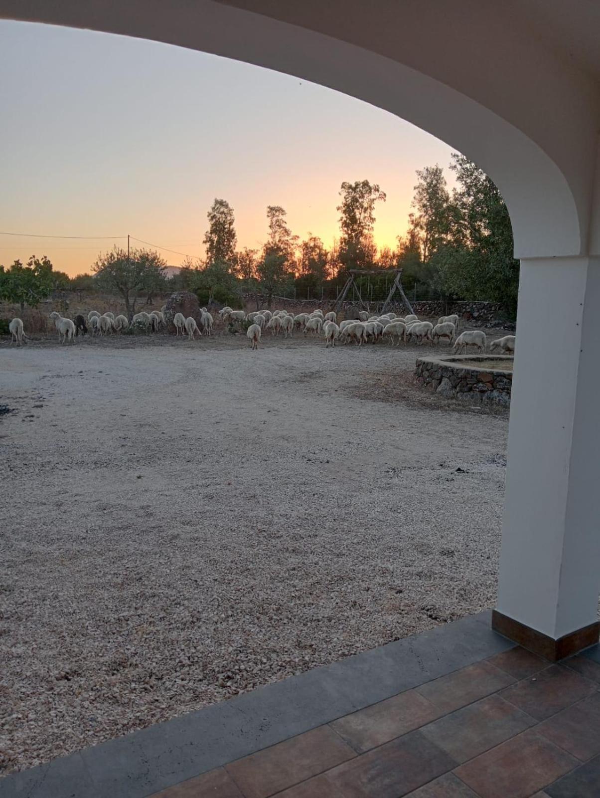 Agriturismo Sa Murta 多尔加利 外观 照片