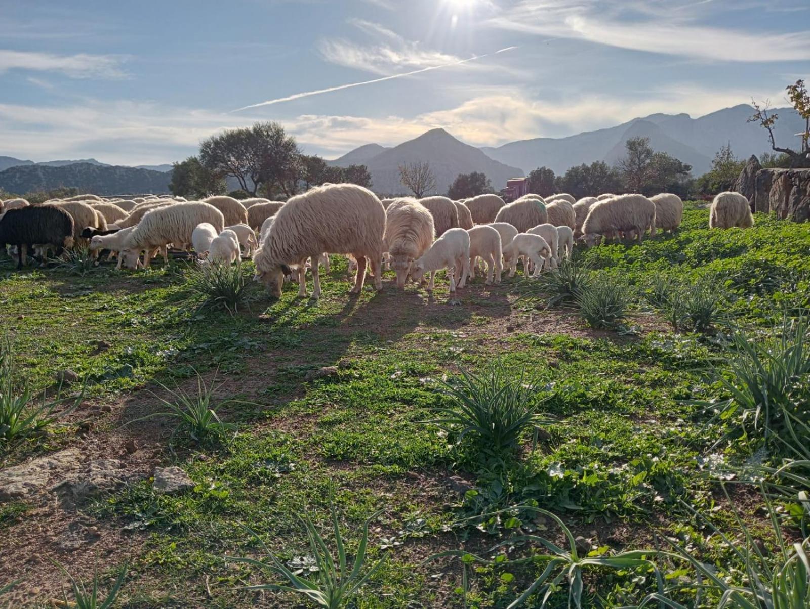 Agriturismo Sa Murta 多尔加利 外观 照片