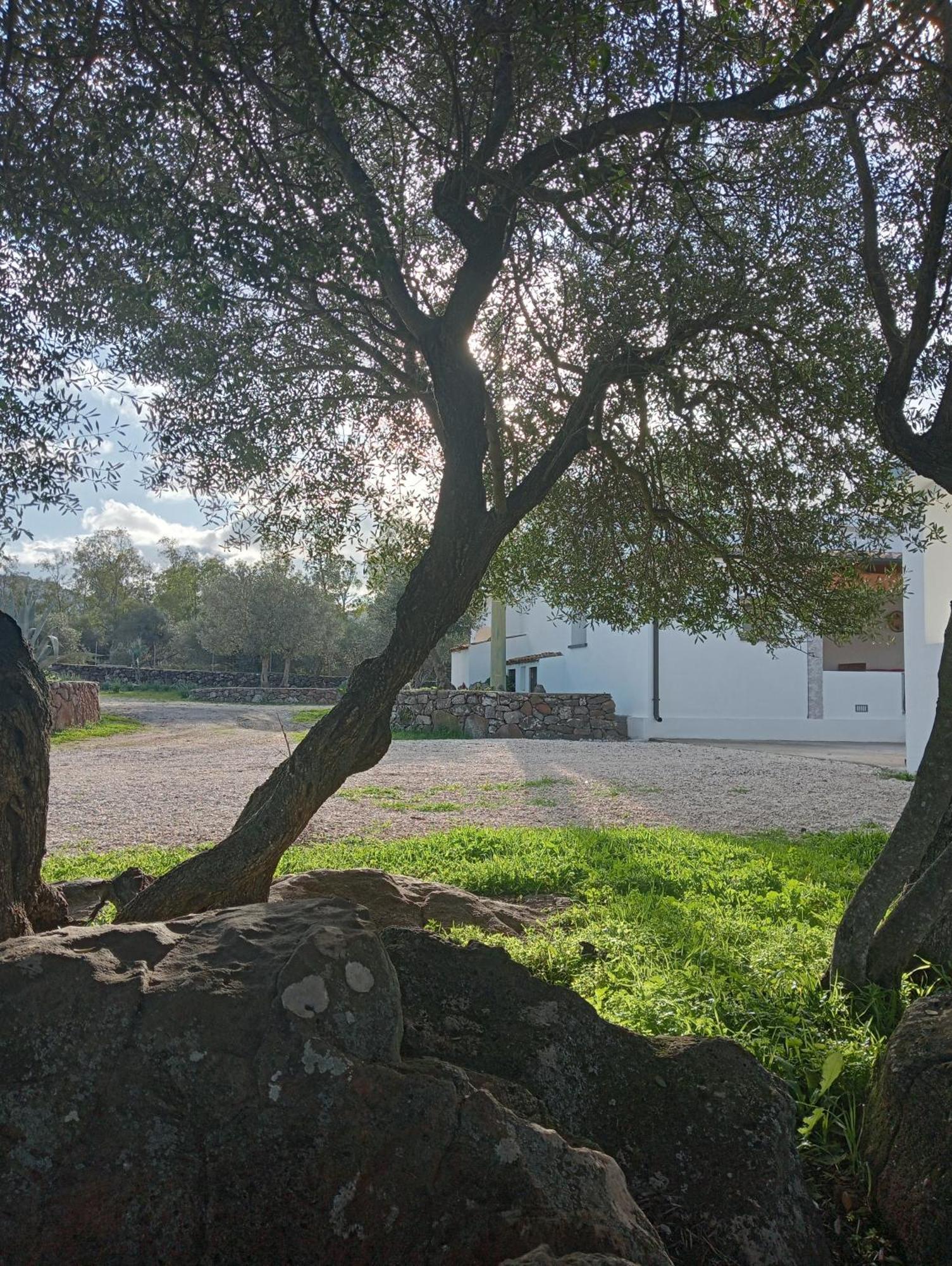 Agriturismo Sa Murta 多尔加利 外观 照片