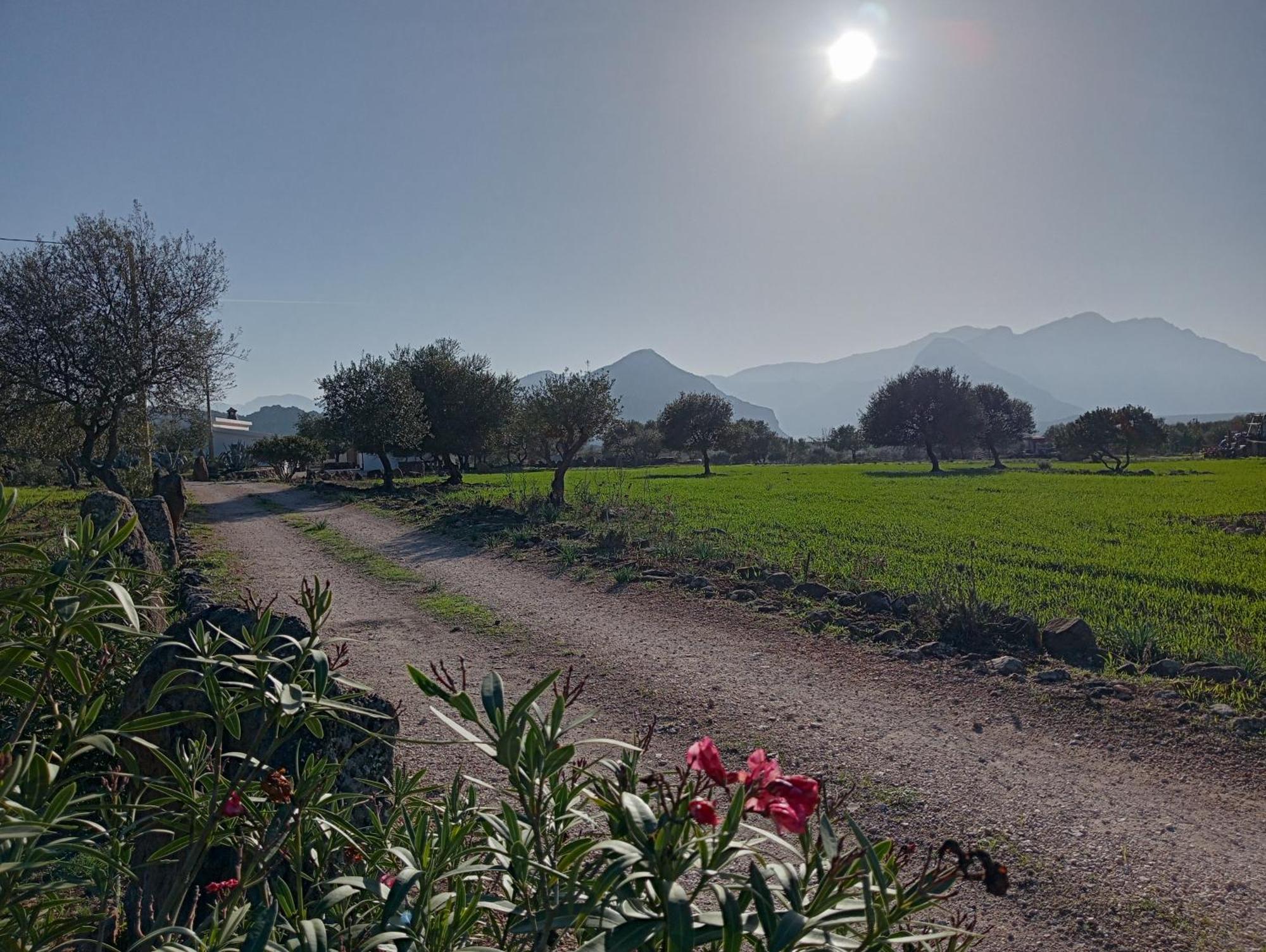 Agriturismo Sa Murta 多尔加利 外观 照片